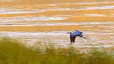 Heron Over Loon Lake_26235